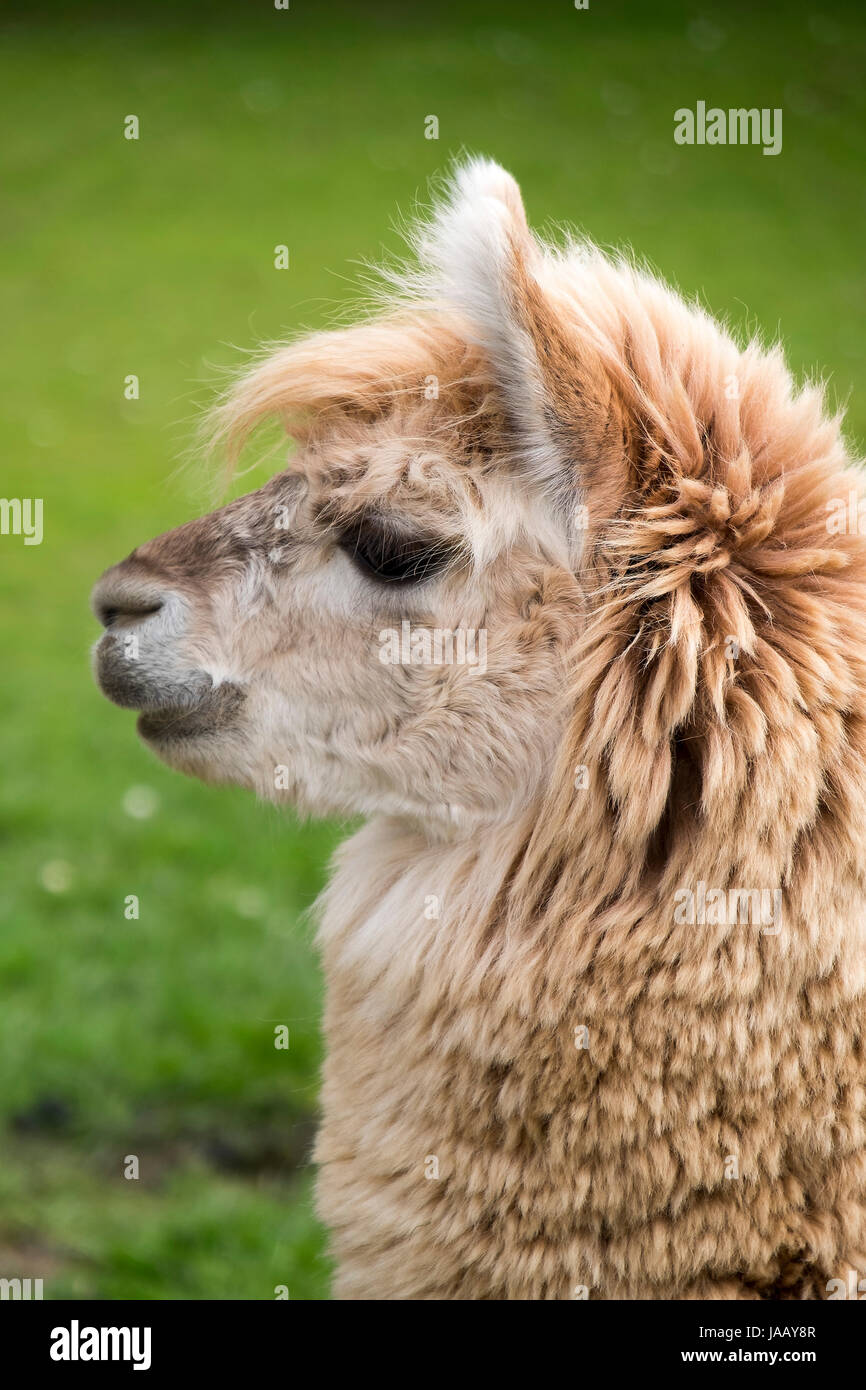 Alpaca in cattività Foto Stock