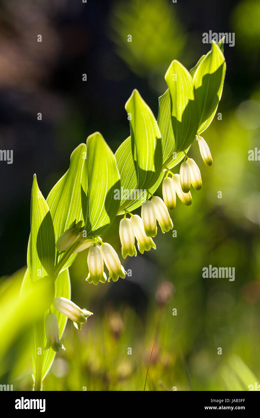 Salomon angolare (Polygonatum odoratum) blooming Foto Stock