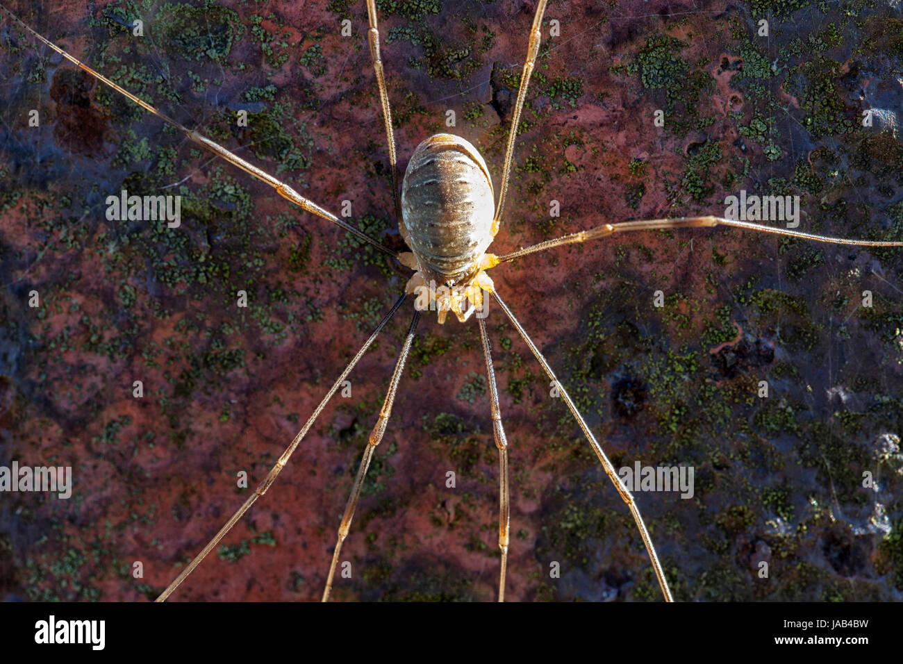 Weberknecht - rilana triangularis - superficie della griglia Foto Stock