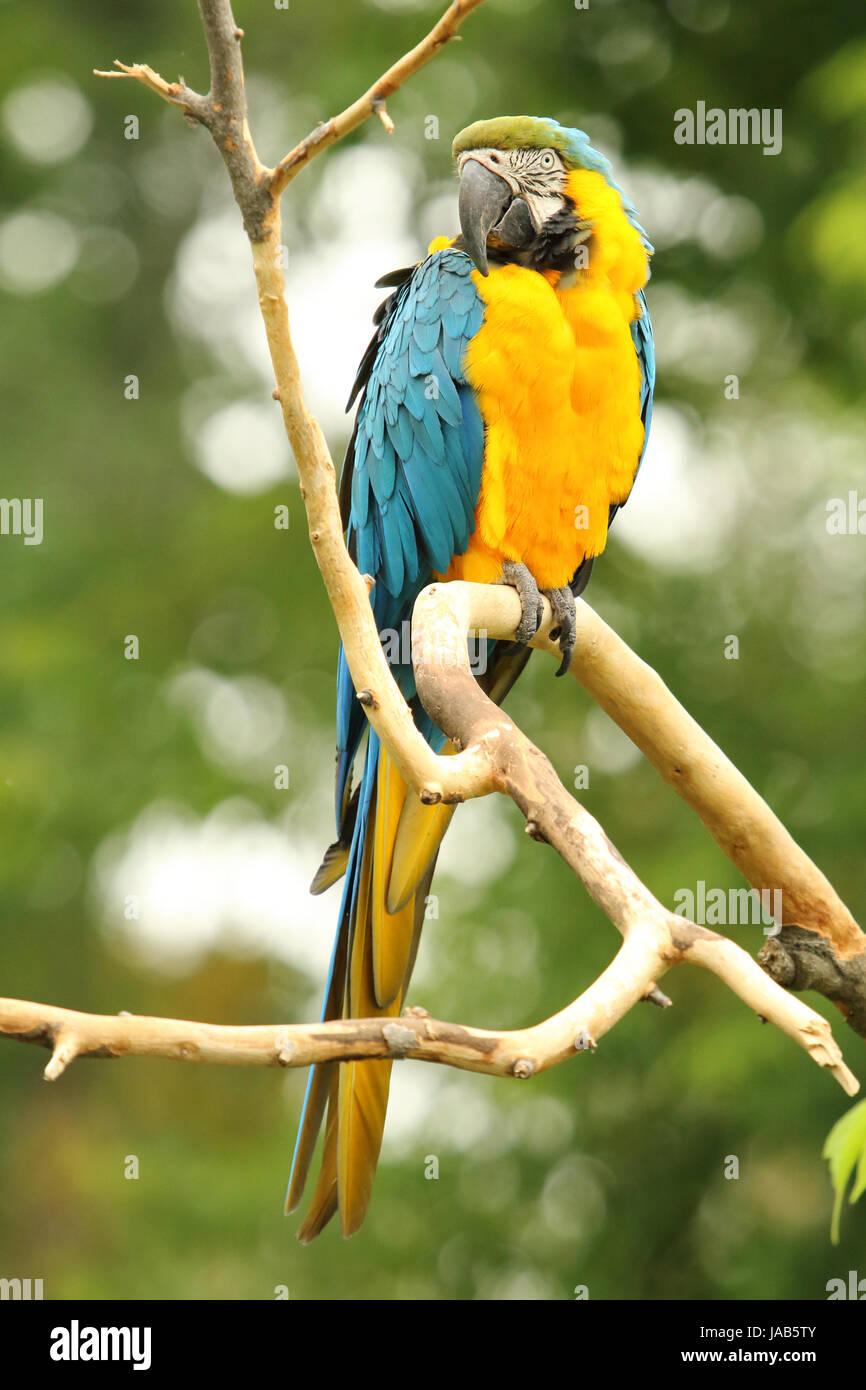 Un ritratto verticale di un macaw. Foto Stock