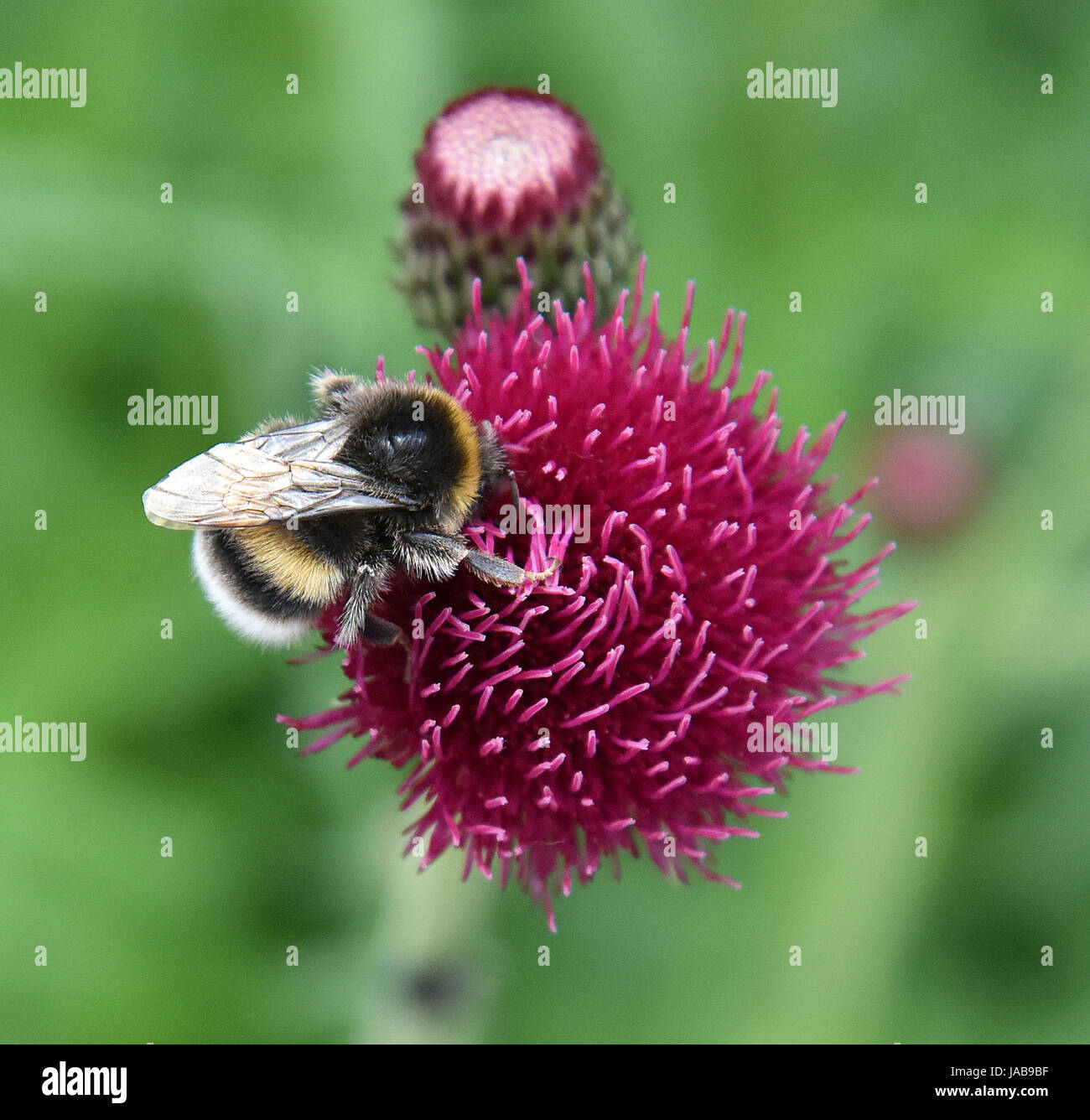 Macro di un giallo nero e grigio bumblebee (Bombus Terristris) alimentazione su un pennacchio rosso Thistle 'Atropurpureum' (Cirsium rivulare) Foto Stock