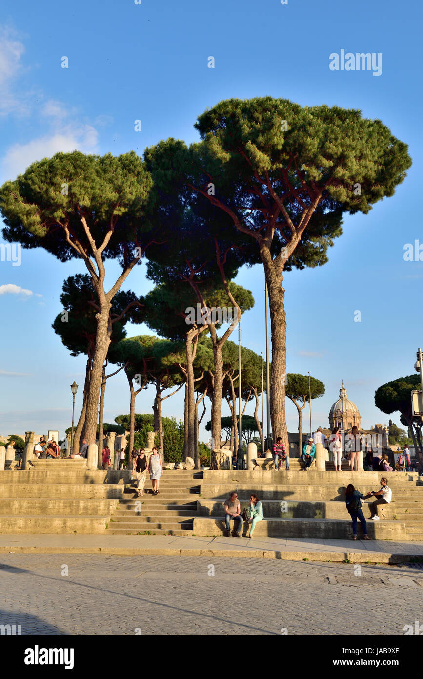 Ombrello iconica pini ( Pinus pinea) da Piazza Foro Traiano, Roma Foto Stock