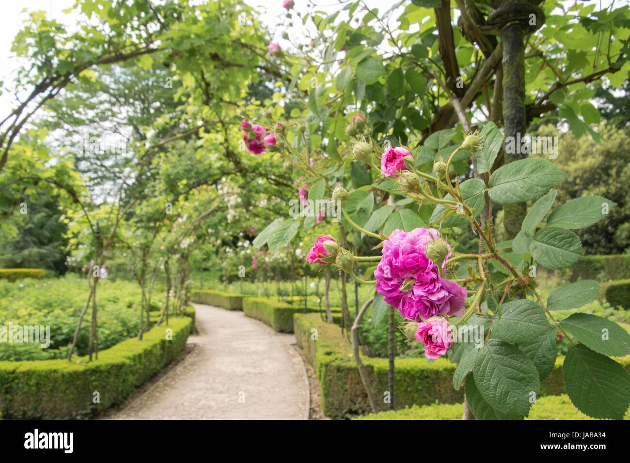 Le rose rosa su arch Brodsworth Hall Foto Stock