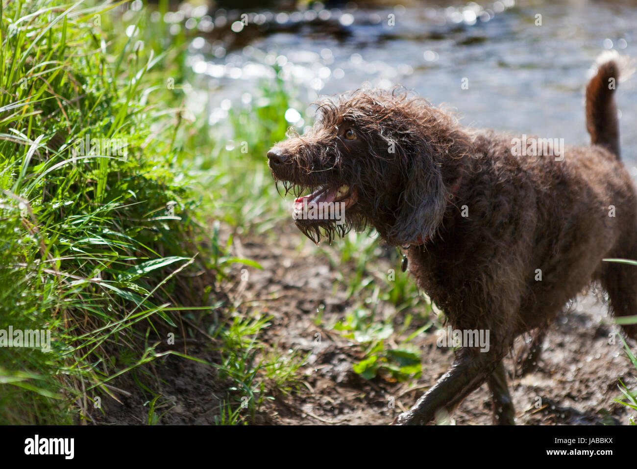 Labradoodle da un flusso in tarda primavera inizio estate, close up con erba verde e sfocata acqua in background. Foto Stock
