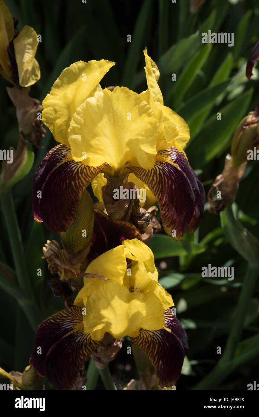 Giallo e marrone tall barbuto iris Foto Stock