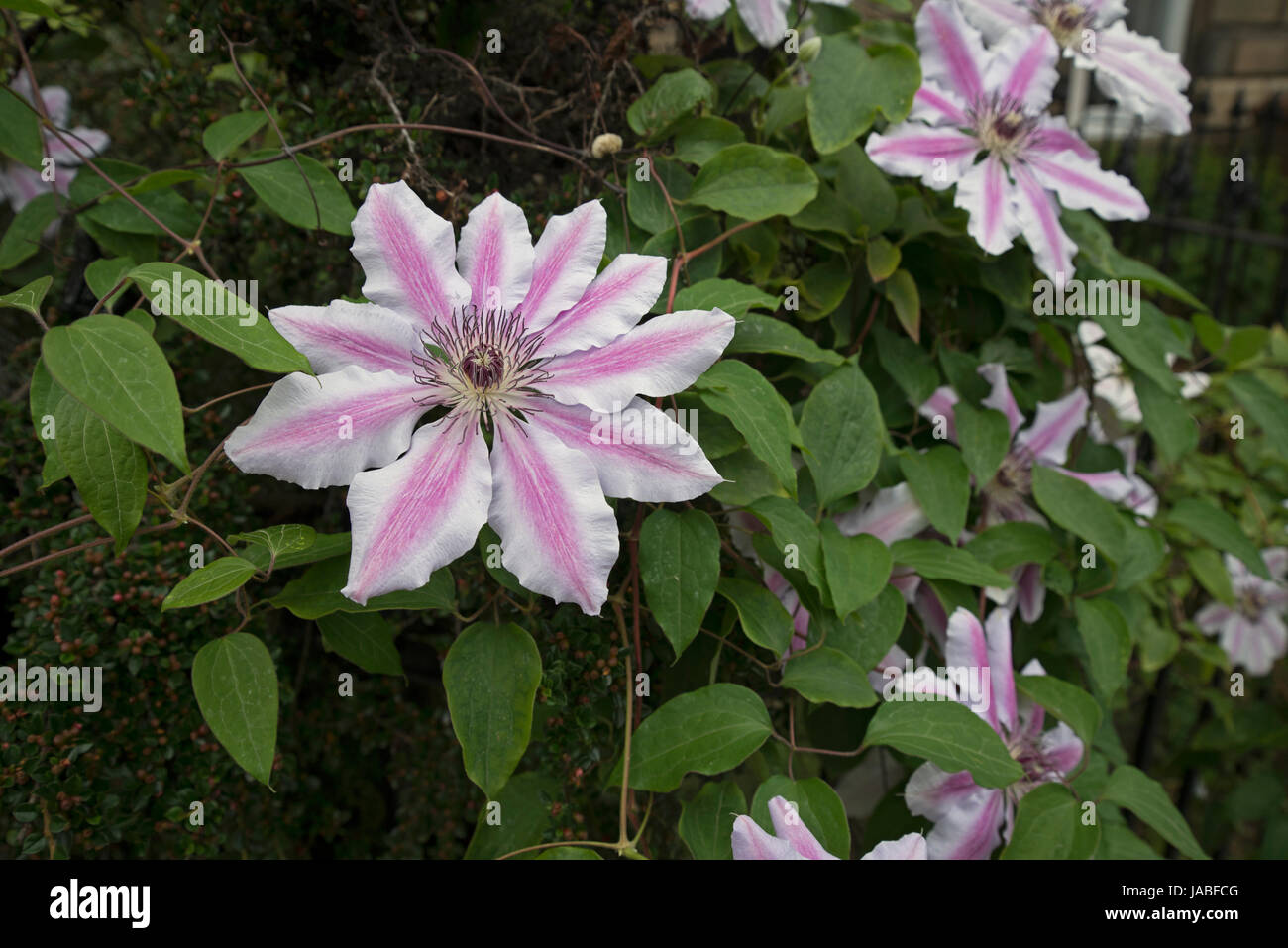 La clematide in fiore in un giardino di Edimburgo. Foto Stock