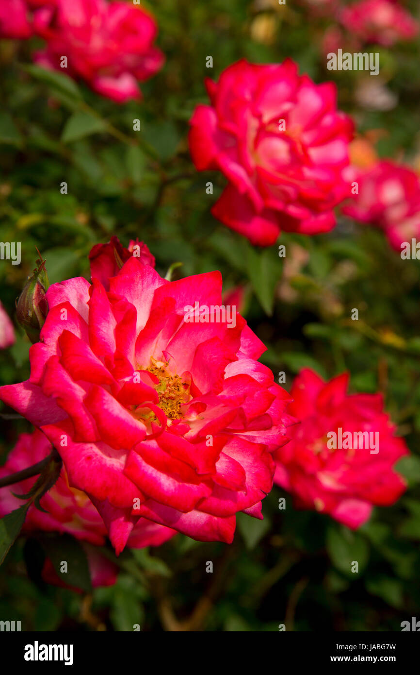 Sweet Caroline Rose, cimelio di rose, San Paolo, Oregon Foto Stock