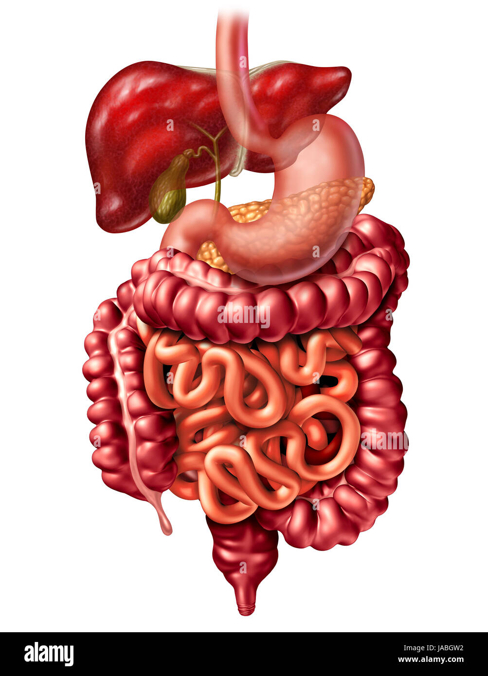 Apparato digestivo umano anatomia nozione come un pancreas del fegato e della cistifellea con un stomaco e intestino crasso e intestino tenue. Foto Stock