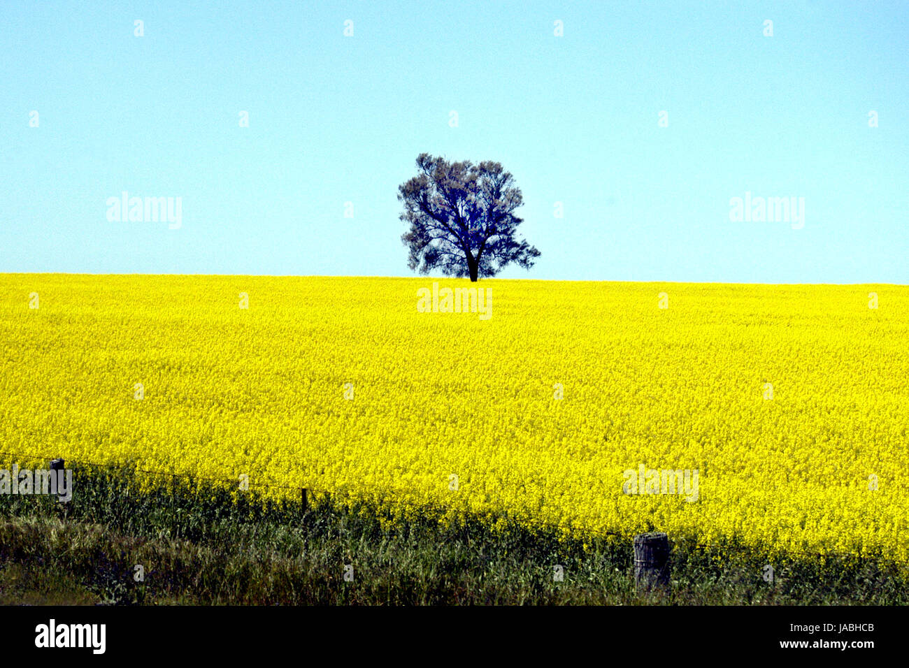 Colture di canola vicino Shepparton, Victoria, Australia Foto Stock