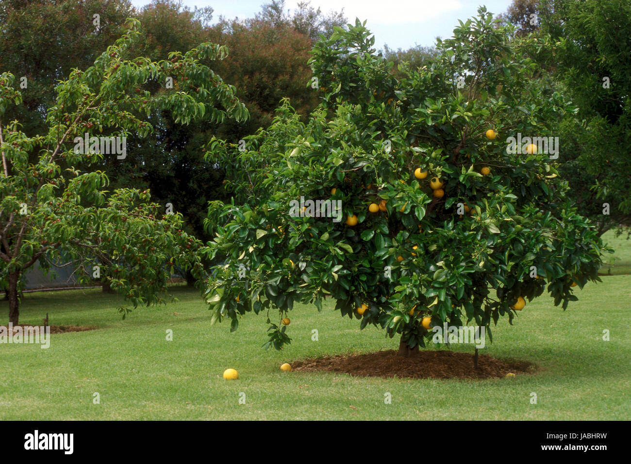 Pompelmo albero carico di frutti (Citrus paradisi) Foto Stock