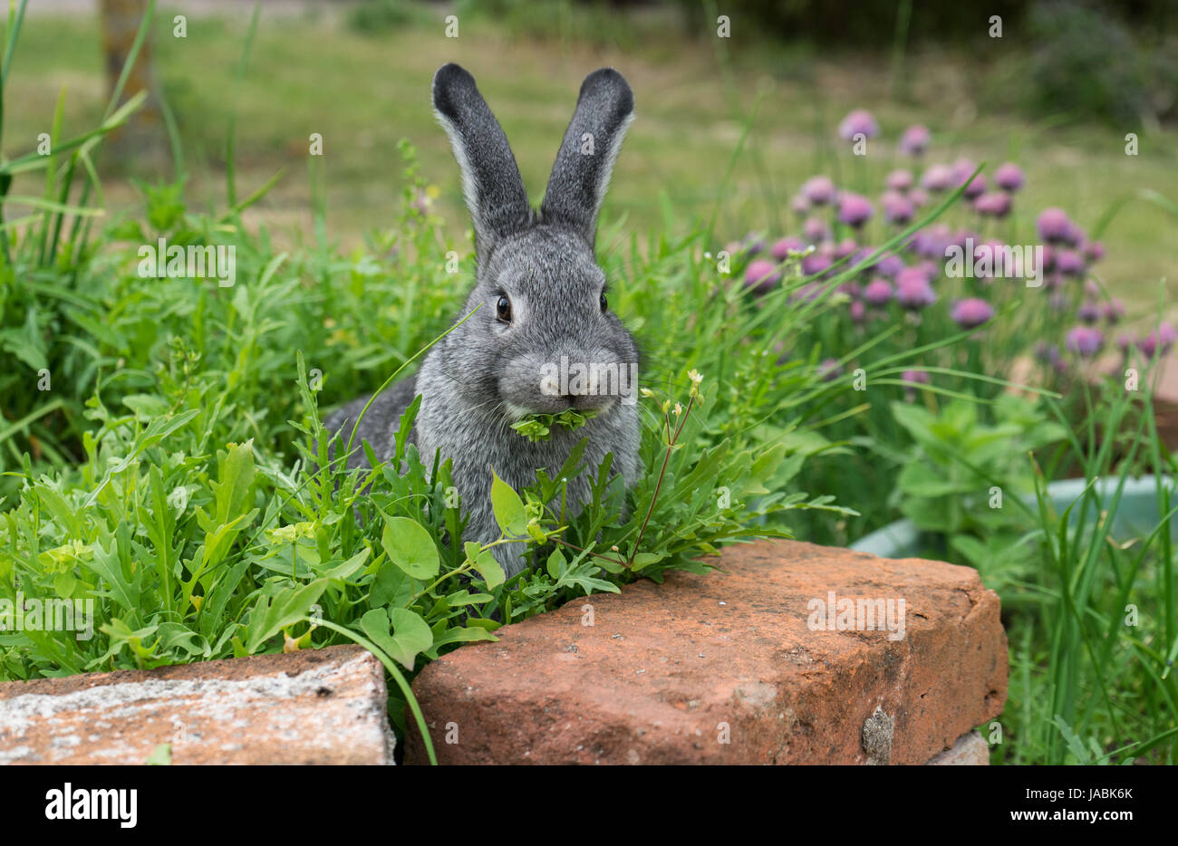 Un coniglio grigio si siede sul letto di erbe e mangia Foto Stock
