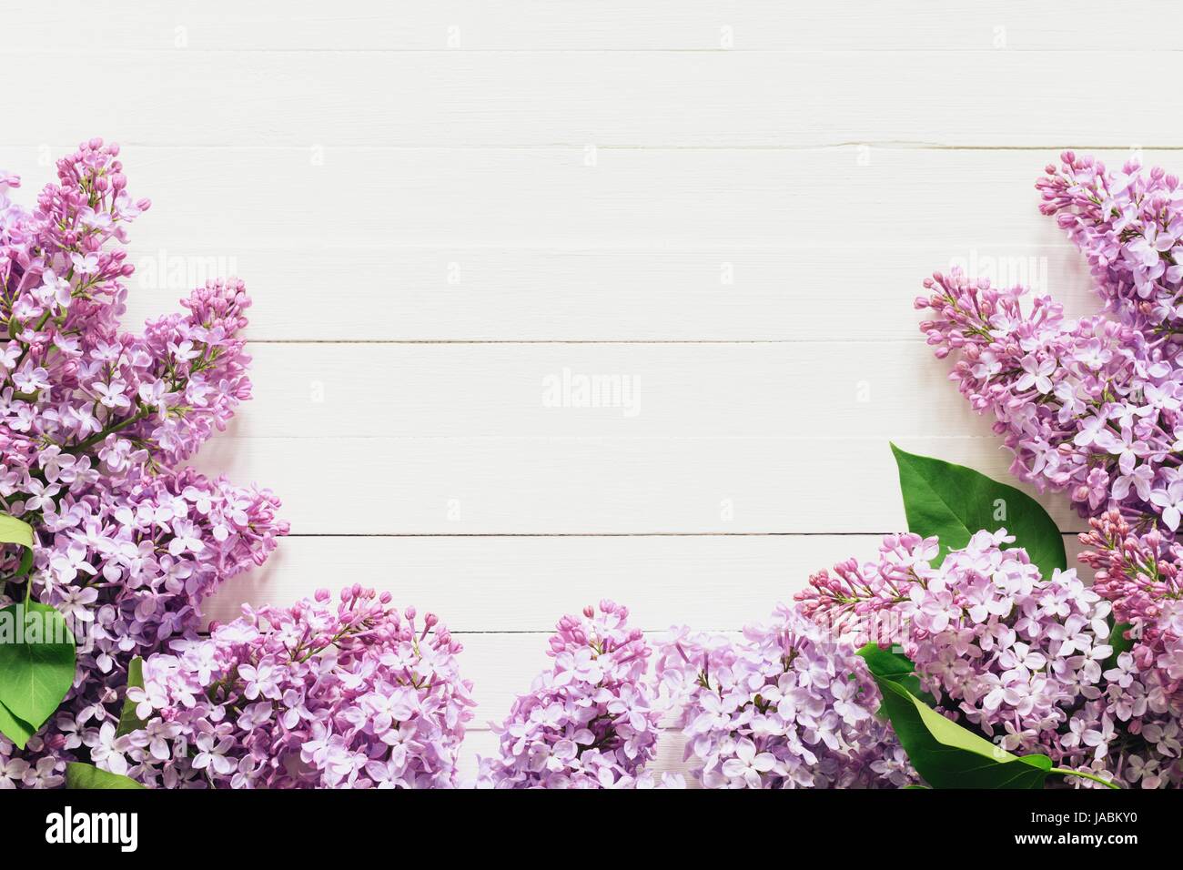 Fiori lilla composizione del quadro su sfondo bianco. Piatto di laici lillà. Spazio di copia Foto Stock