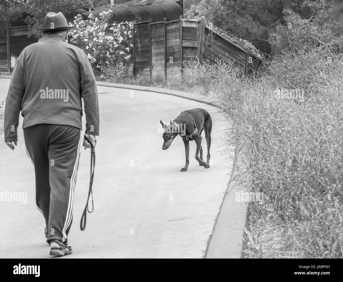 Uomo che cammina dobermann Foto Stock