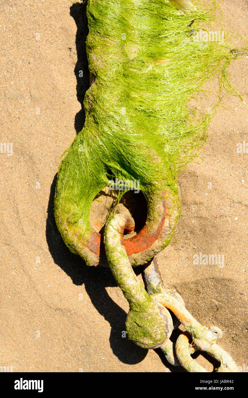 Collegamento a catena, grillo attaccato ad un permanente posto barca in porto a sands con la bassa marea. Tenby. Pembrokeshire. Regno Unito. Foto Stock