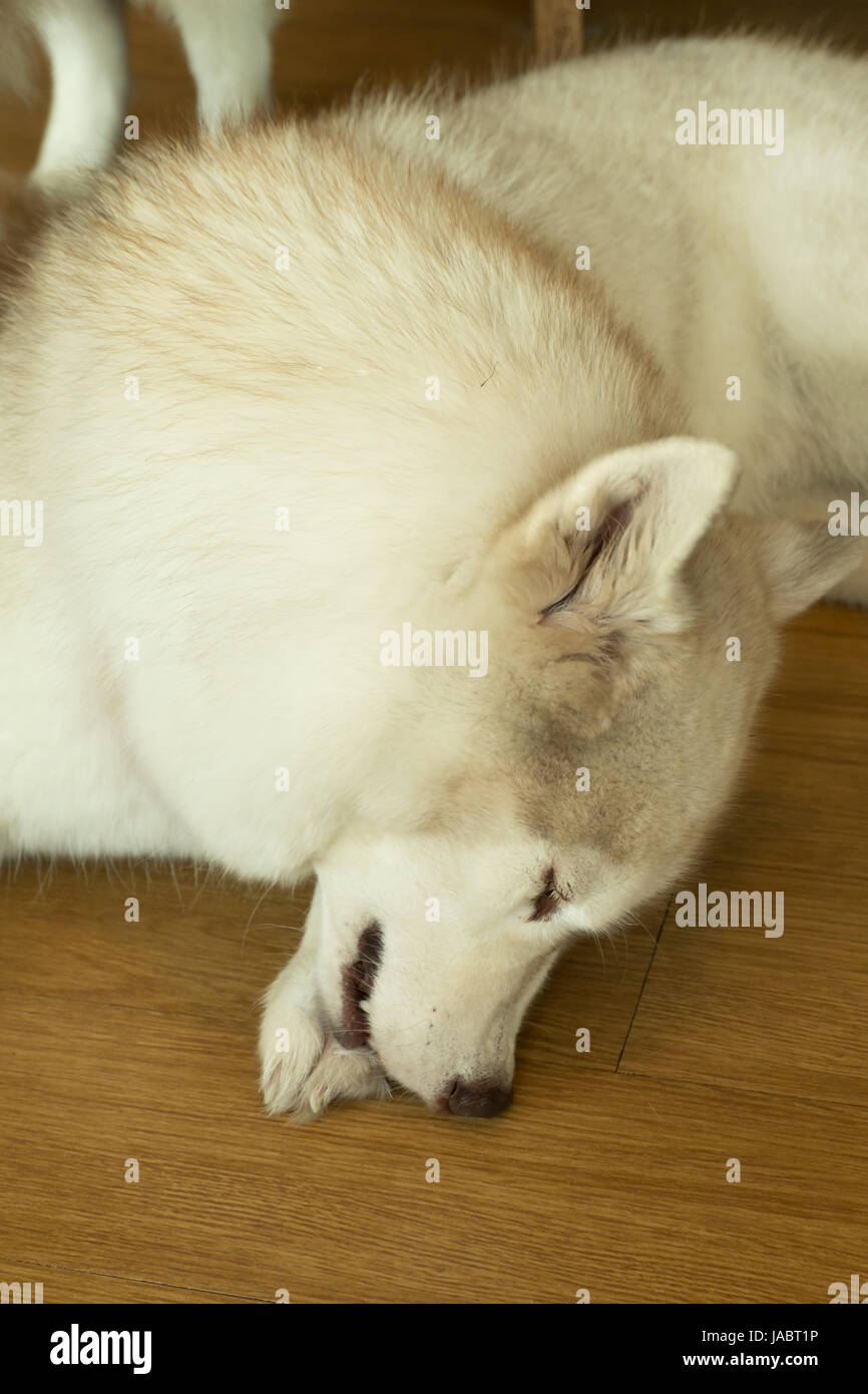 Bianco e Marrone di Siberian Husky di dormire sul pavimento Foto Stock