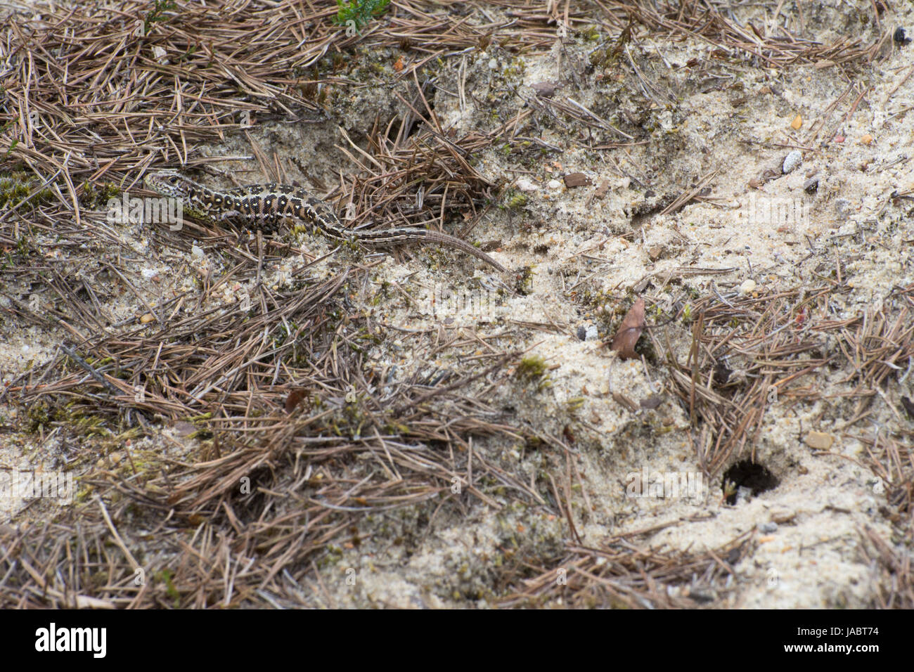 Femmina gravido biacco (Lacerta agilis) vicino alla sua deposizione delle uova scavano nella sabbia Foto Stock