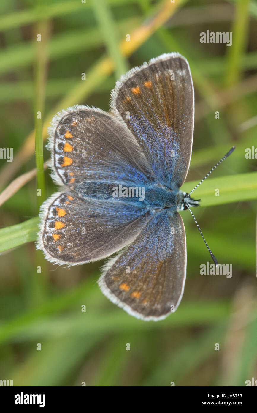 Primo piano della farfalla blu adonis femmina (Polyommatus bellargus), Regno Unito Foto Stock