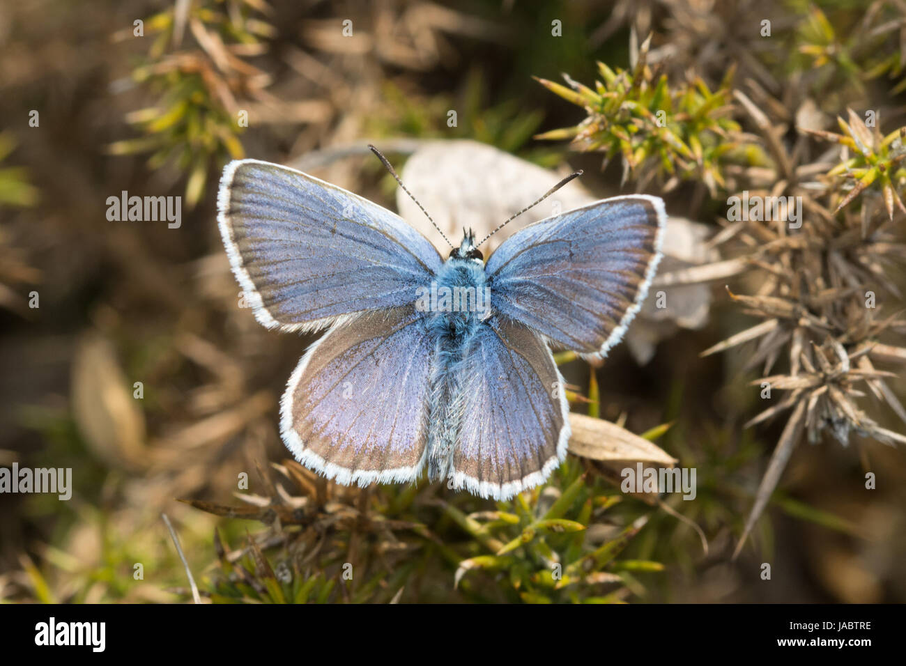 Primo piano della farfalla blu con borchie d'argento maschile (Plebejus argus), Regno Unito Foto Stock