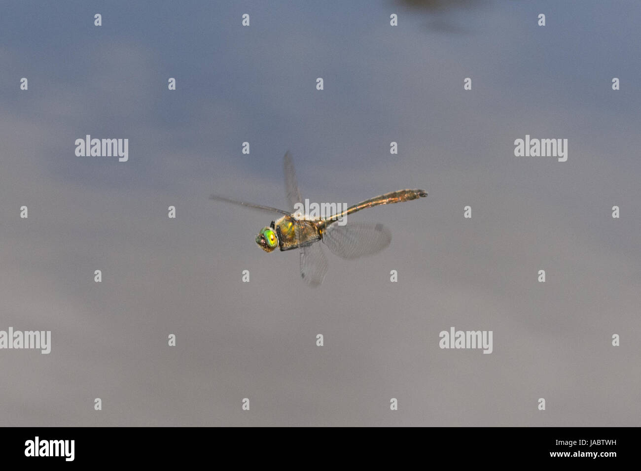 Roverella libellula smeraldo (Cordulia aenea) in volo su un laghetto Foto Stock