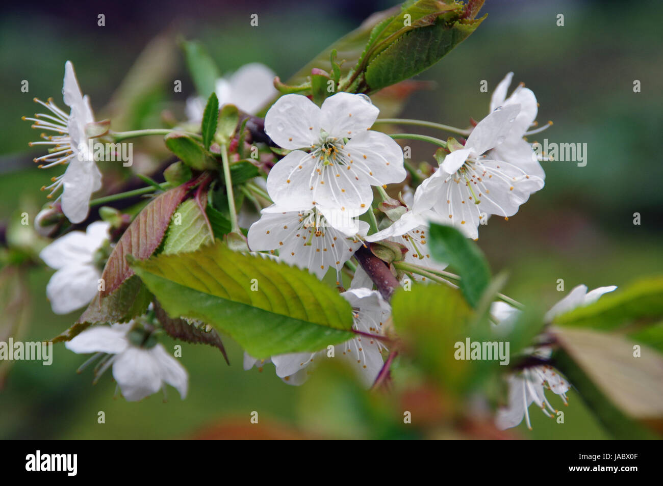 Wet fiori di melo sulla molla Foto Stock