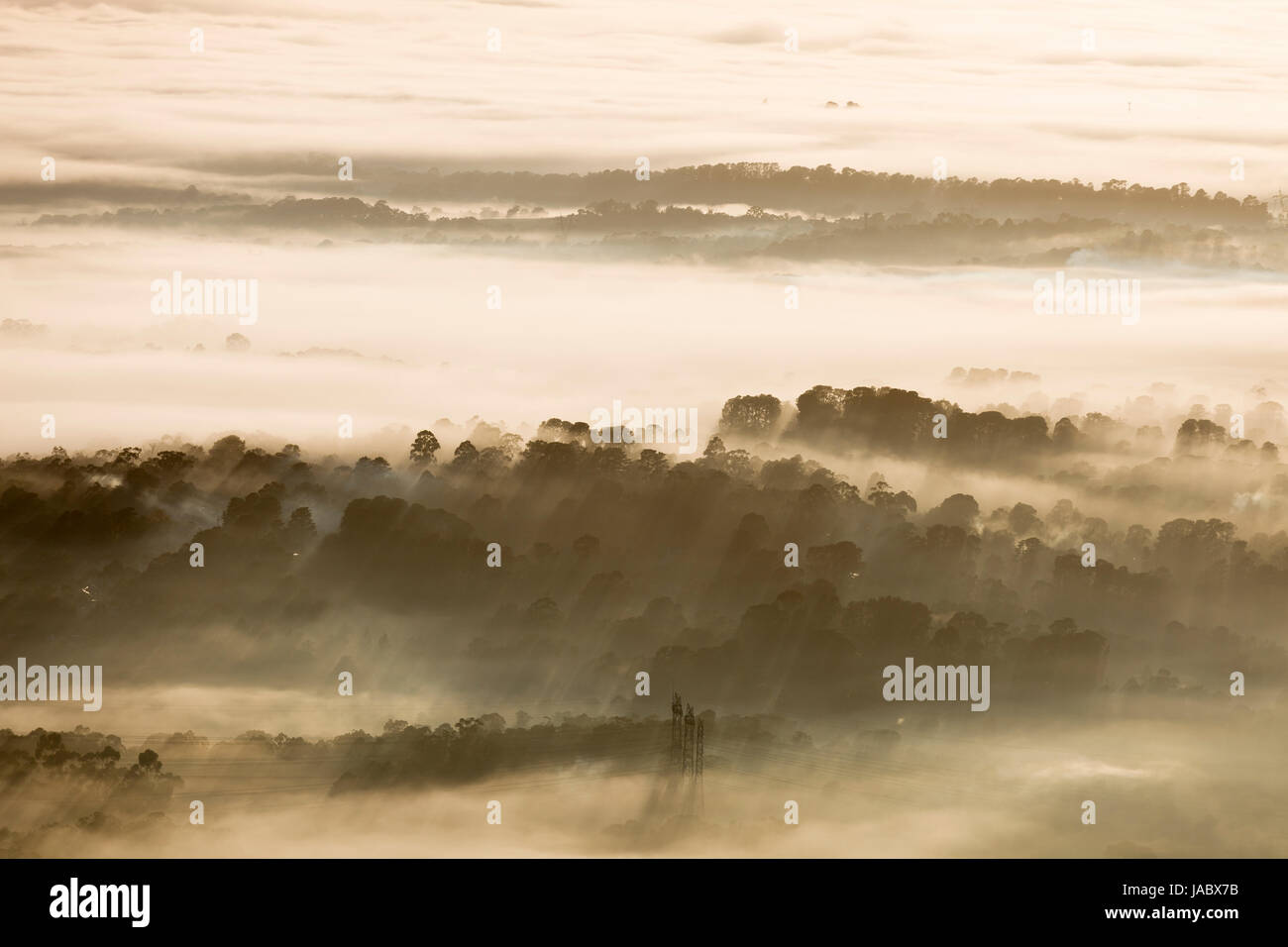 Paesaggio naturale della foresta con velature in morniing. Foto Stock