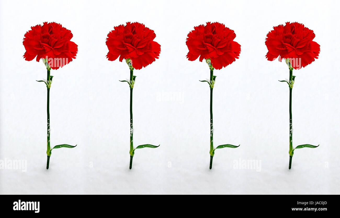 Vier rote Nelken im Schnee, quattro garofani rossi nella neve Foto Stock
