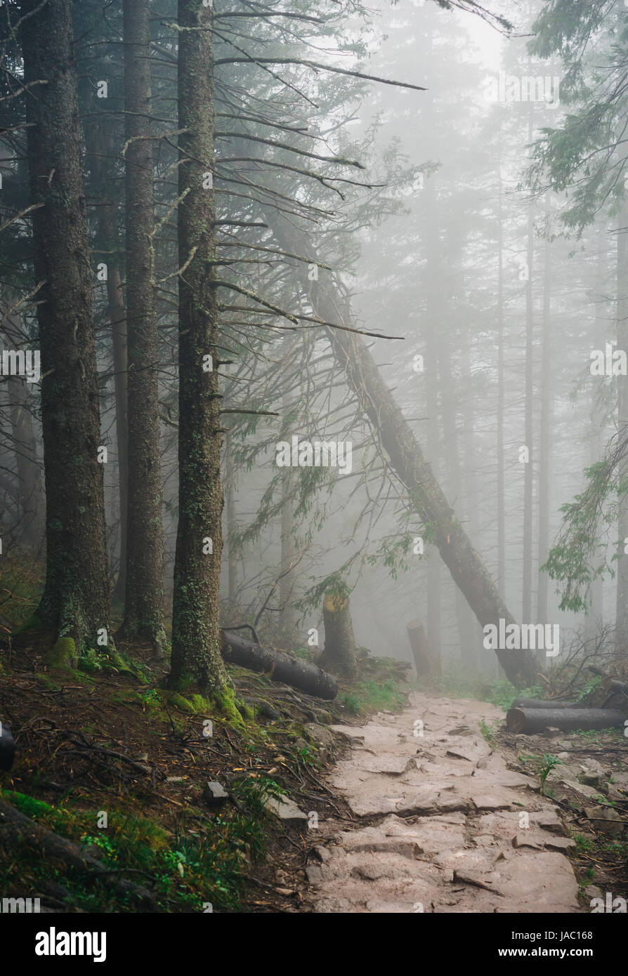 Misty mountain forest sul modo di Sarnia Rock, Monti Tatra Foto Stock