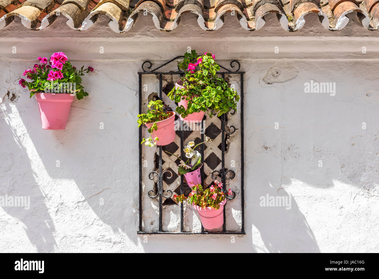 Parete con fiore rosa pentole e griglia a Marbella, Costa del Sol, Andalusia, Spagna Europa Foto Stock