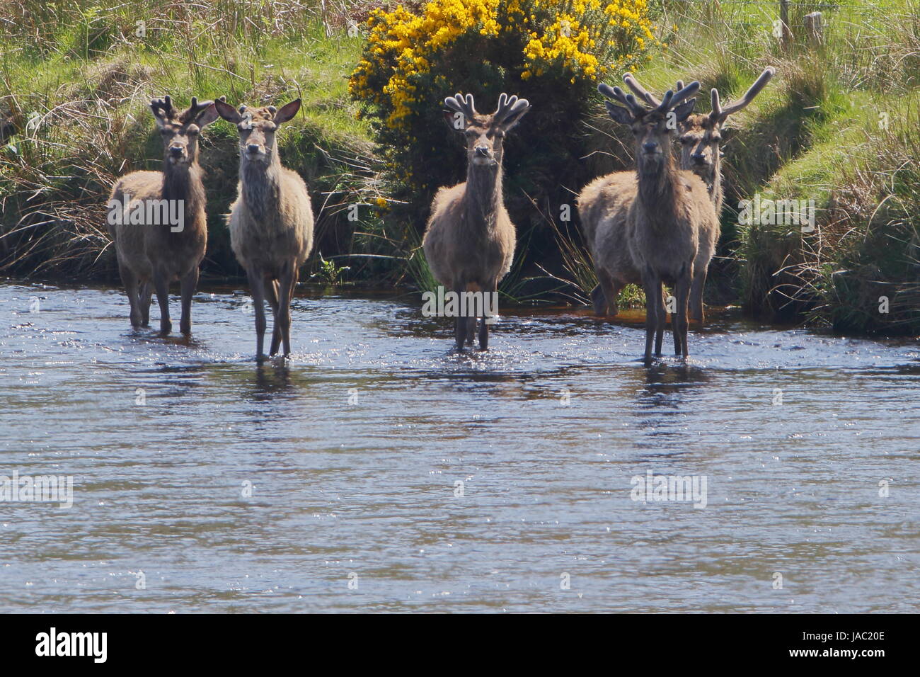 Un gruppo di wild Red Deer stags con corna di velluto in Helmsdale fiume in Sutherland; Scozia. Regno Unito Foto Stock