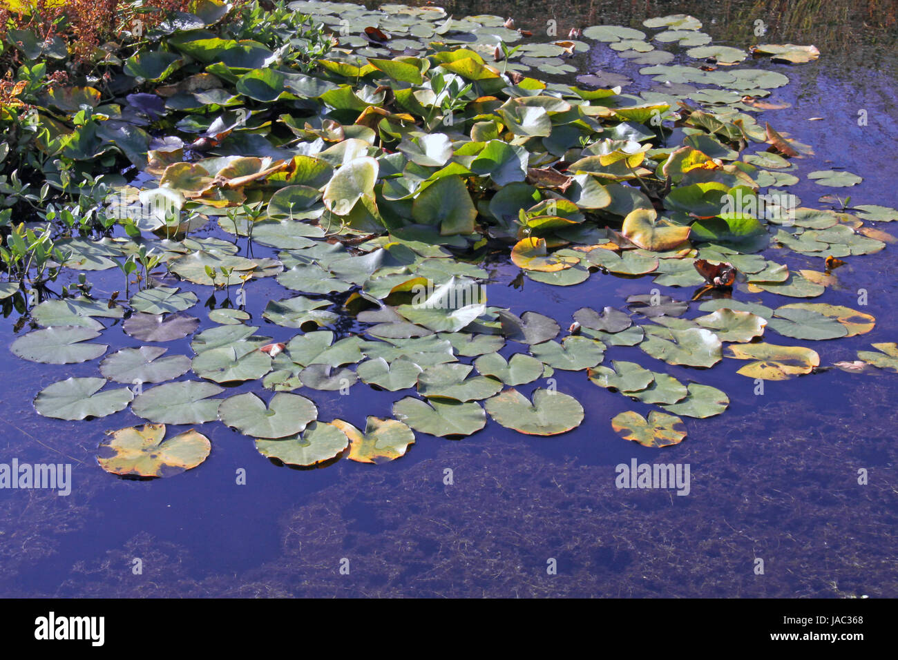Foglie galleggianti cinghia nel laghetto in giardino Foto Stock