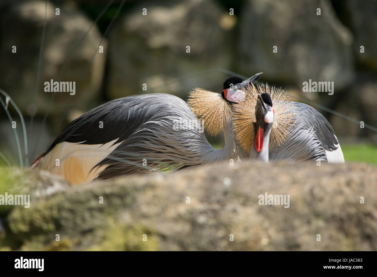 Kronenkranich, crowned crane in natura Foto Stock