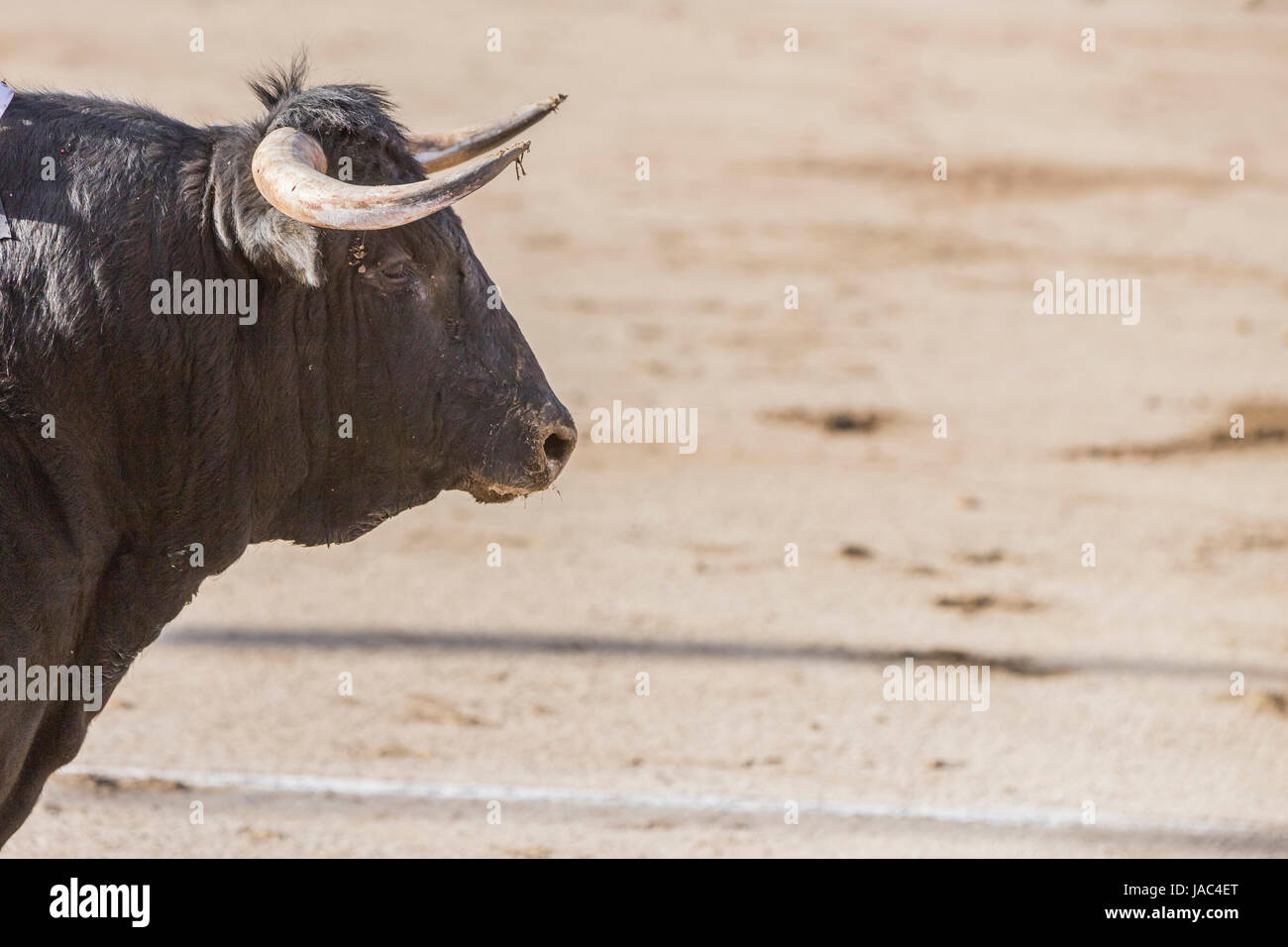 La cattura della figura di un coraggioso bull in una corrida, Spagna Foto Stock