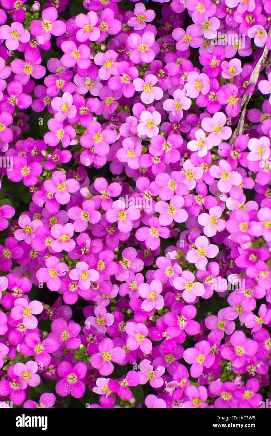 La molla violete fiori a Fulda, Hessen, Germania Foto Stock