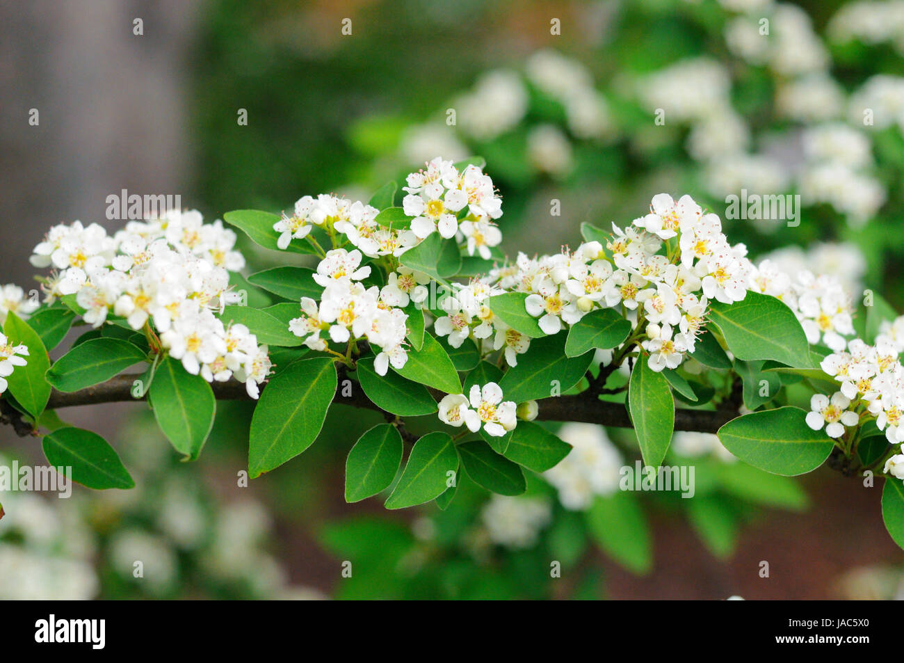 Fiori bianchi del ramo di uccelli di ciliegio a Fulda, Hessen, Germania Foto Stock