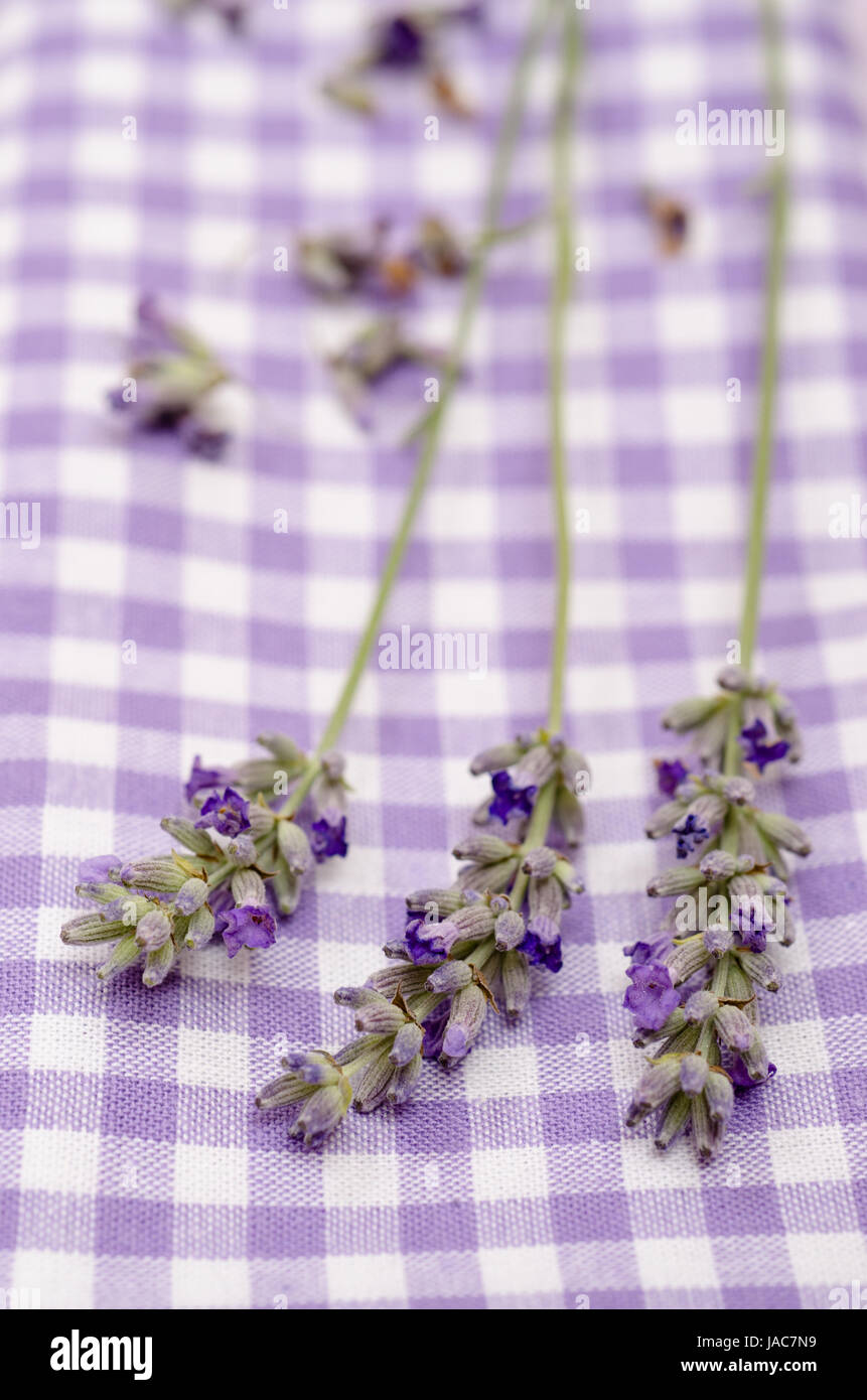 Nahaufnahme lila Lavendelblüten im Hochformat Foto Stock
