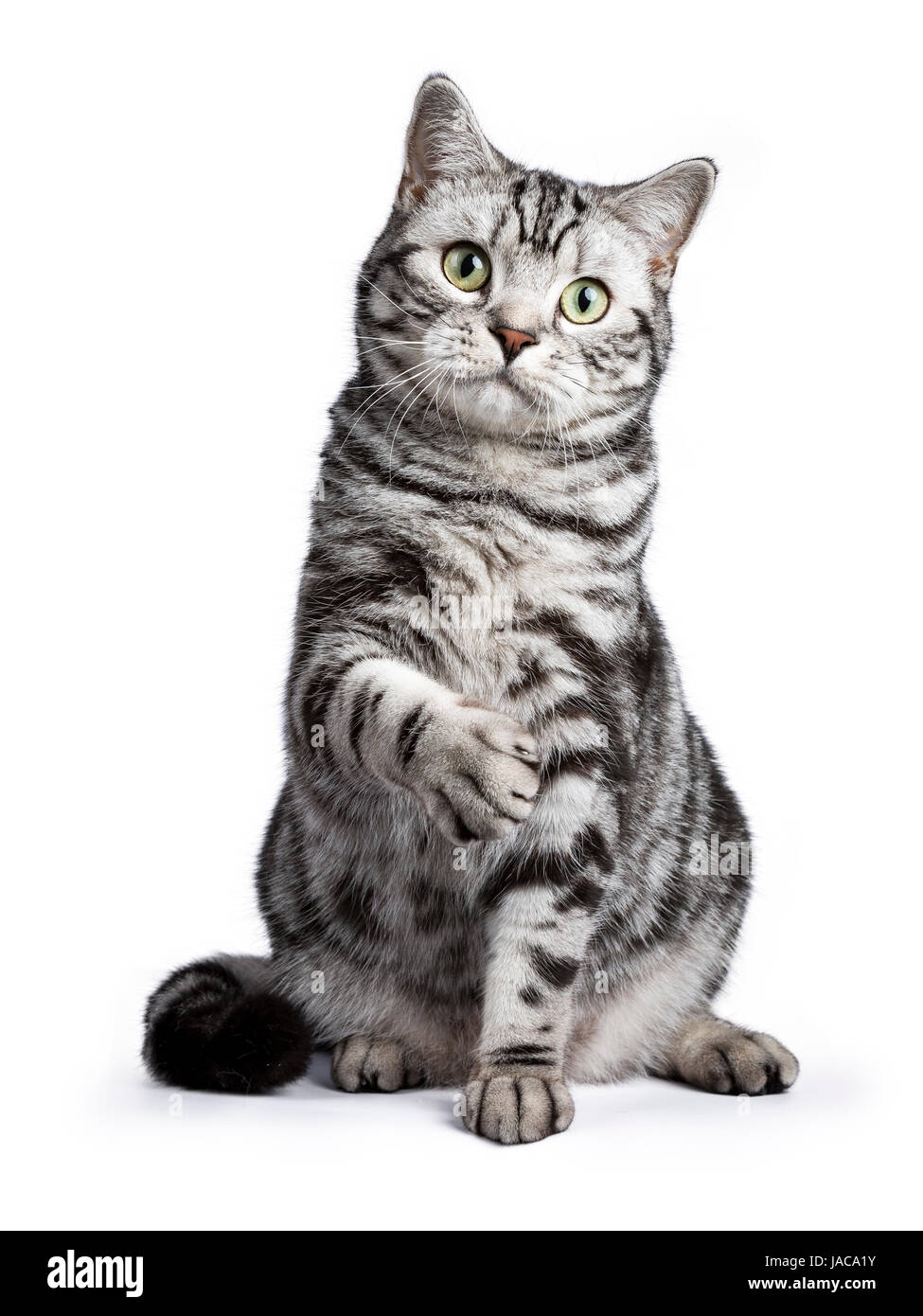 British cat whiskas immagini e fotografie stock ad alta risoluzione - Alamy