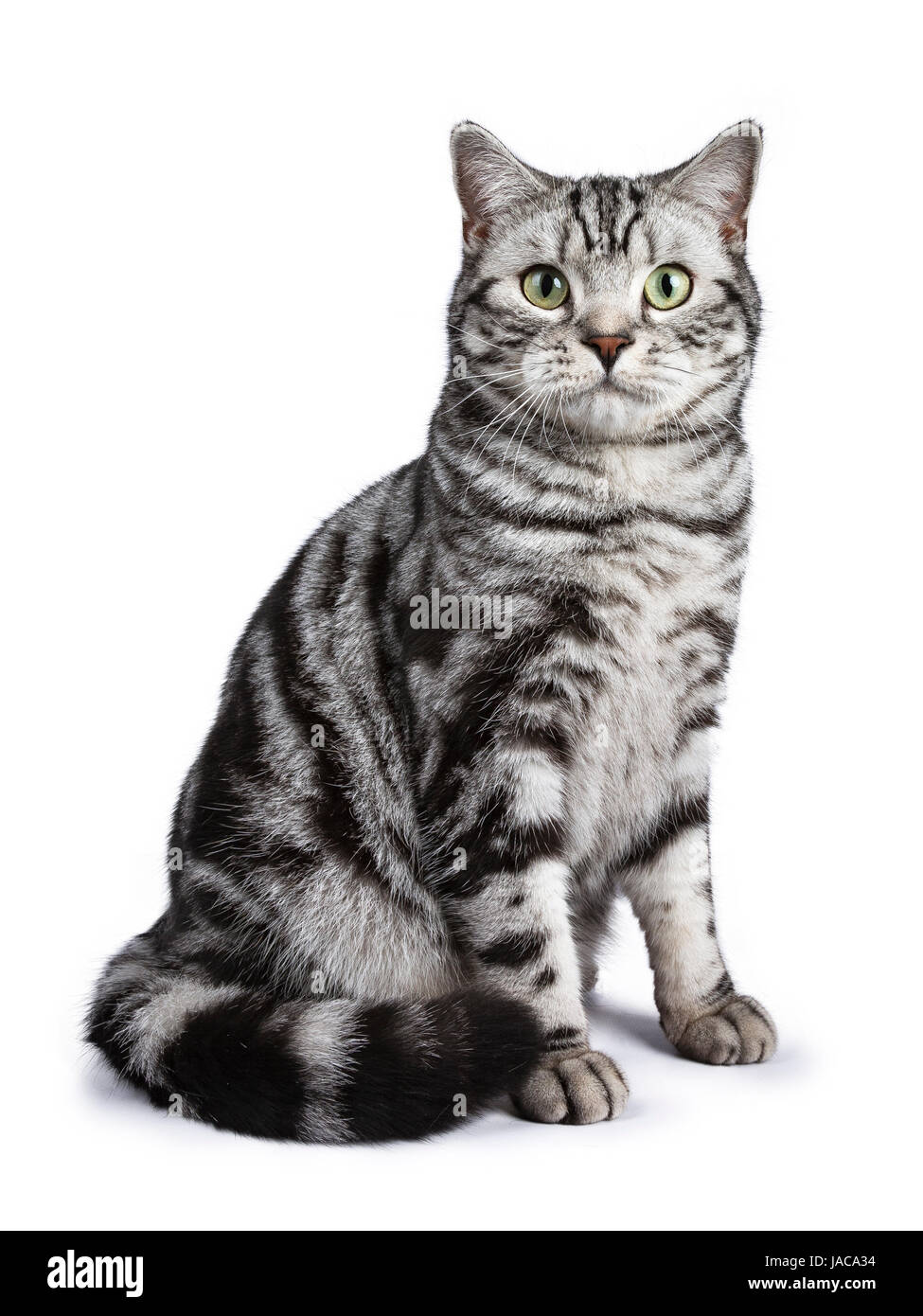 Black tabby British Shorthair cat straihgt seduta su sfondo bianco Foto Stock