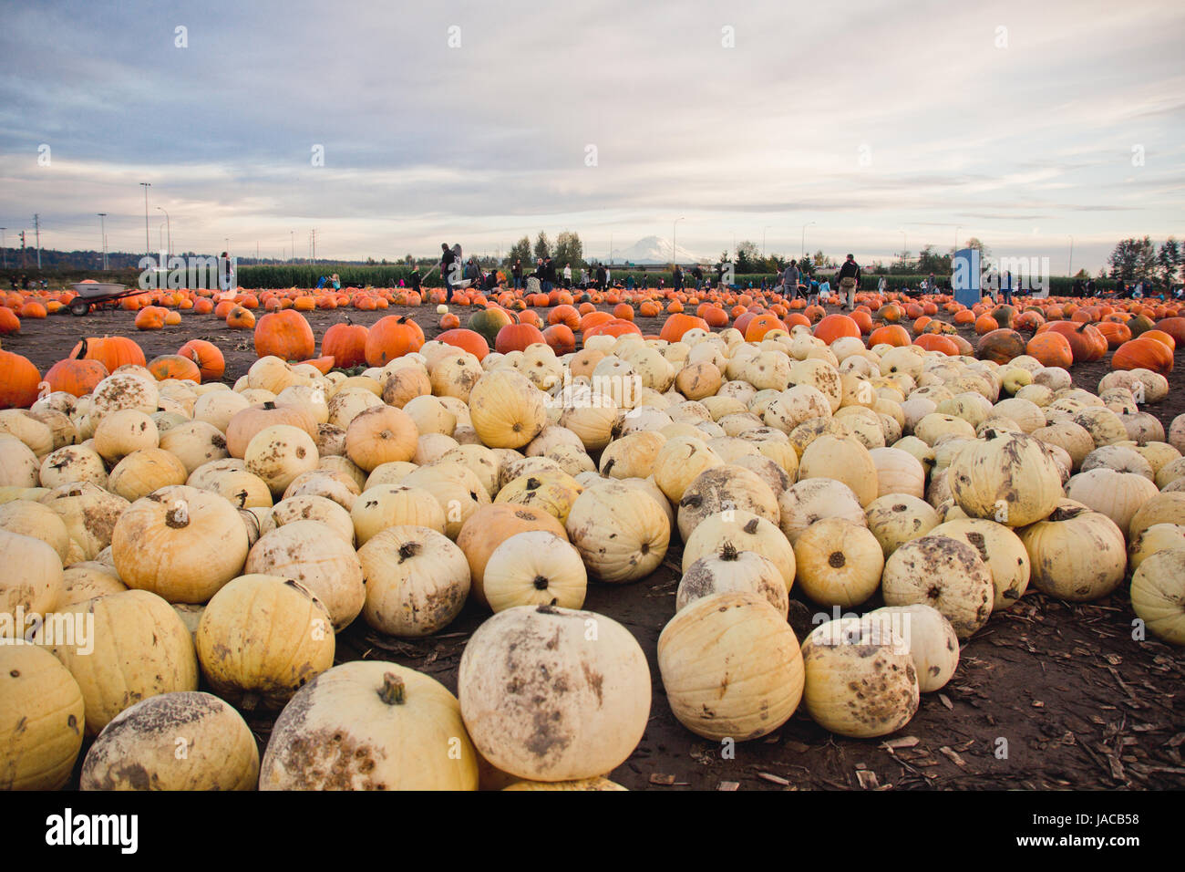 Zona della zucca Foto Stock