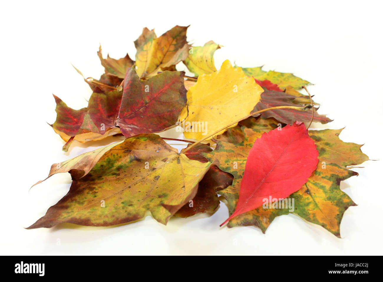 Verschiedene bunte Herbstblätter vor weißem Hintergrund Foto Stock