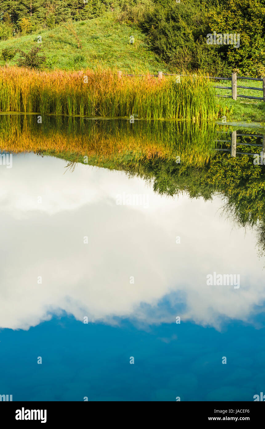 Schilf spiegelt Wasser im Foto Stock