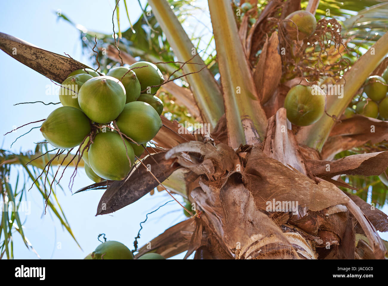 Close-up di noci di cocco verde appendere su Palm tree branch Foto Stock