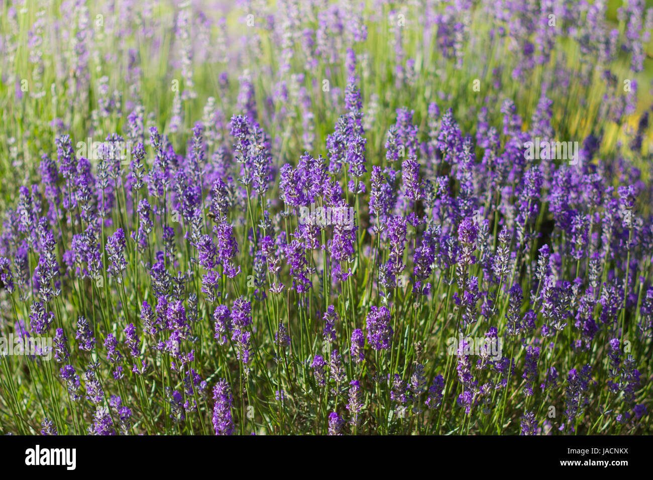 Lavendel Foto Stock