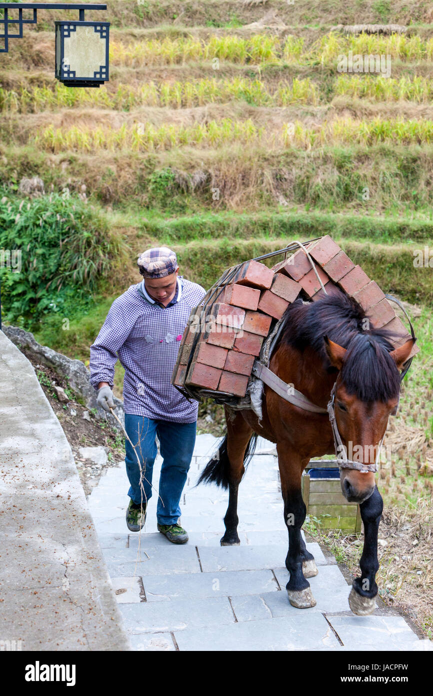 Longji, Cina. Trasporto di cavalli carico di mattoni fino in paese. Foto Stock