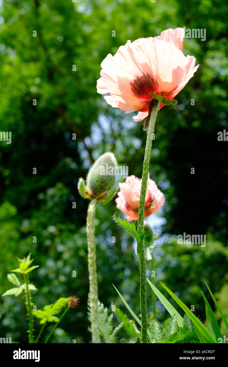 Oriental Papavero Papaver Orientale " Cedric Morris' Foto Stock