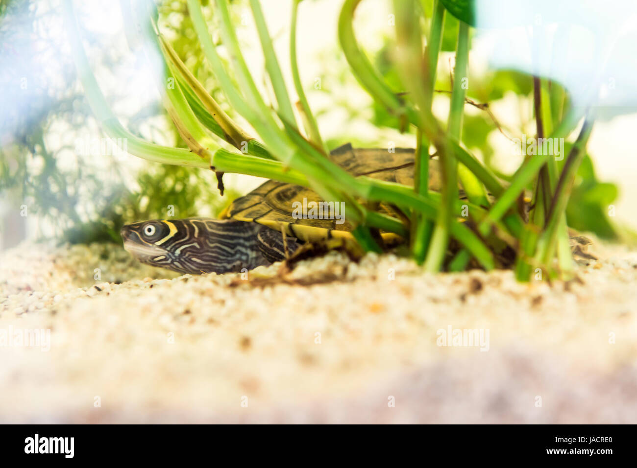 Piccolo terrapin rifugiandosi dietro piante verdi in un serbatoio o un acquario con una sabbia di fondo di ghiaia Foto Stock