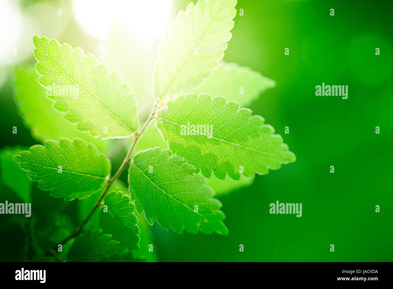 Sullo sfondo della natura con fresche foglie verdi Foto Stock