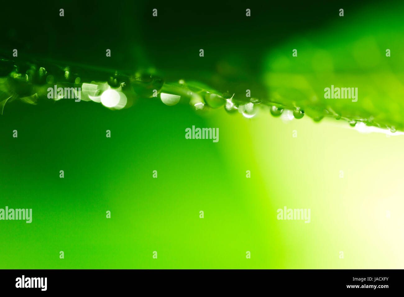 Verde brillante foto foglia con gocce d'acqua al mattino. Profondità di campo Foto Stock