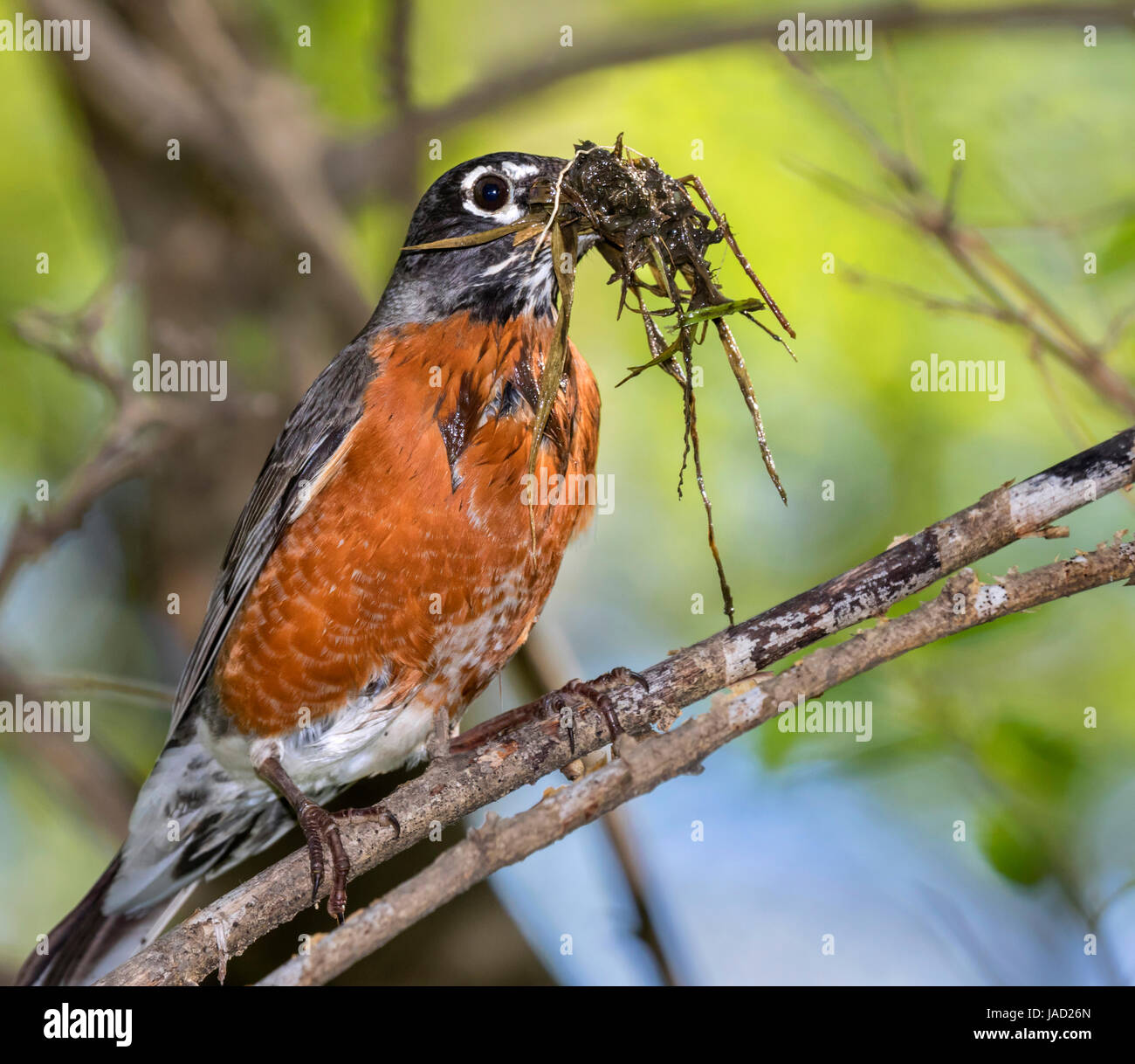 American robin (Turdus migratorius) raccolta di fango e di erba per il nido, Ames, Iowa, USA. Foto Stock