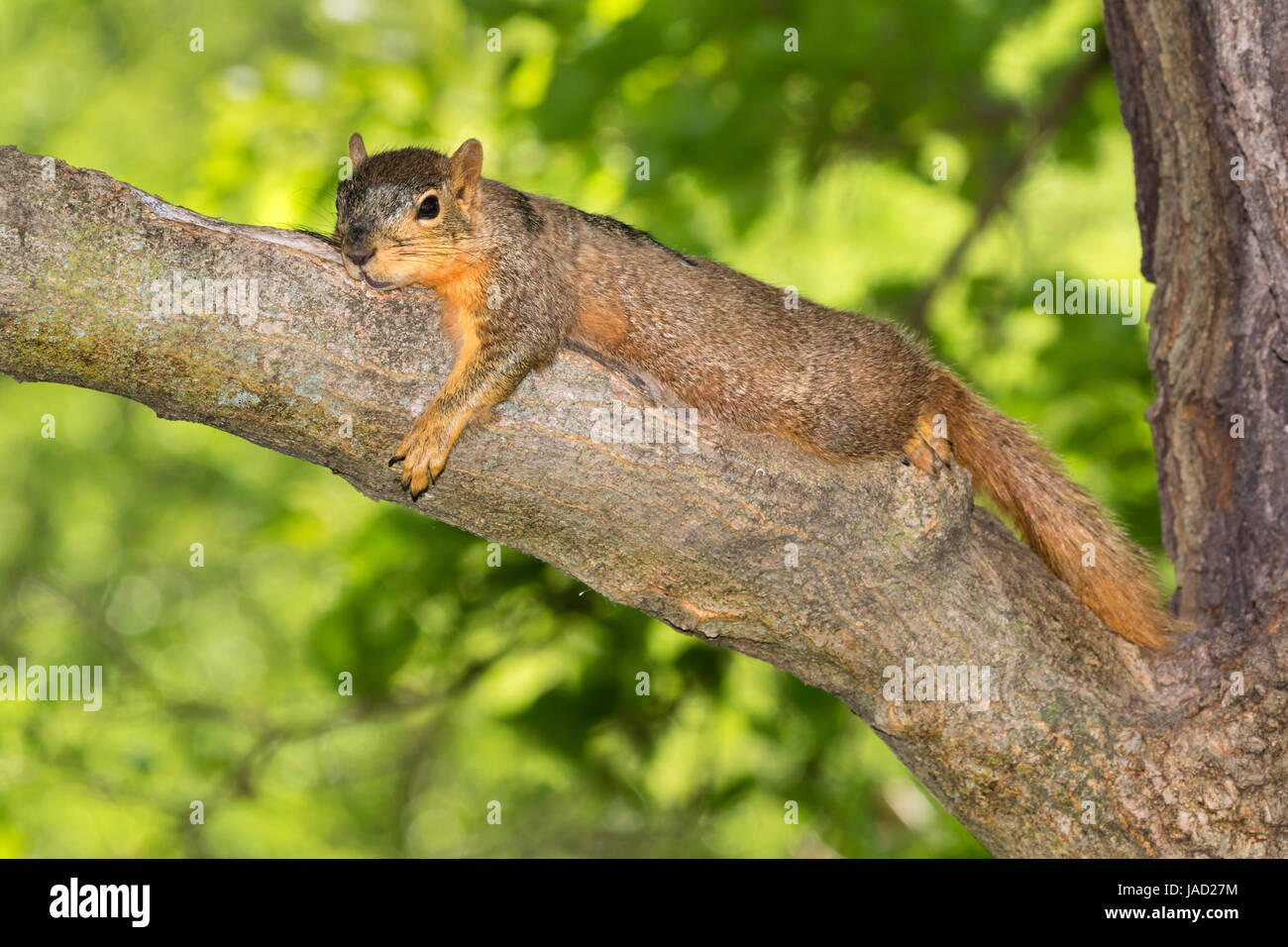 Fox scoiattolo (Sciurus nige) di appoggio in ombra sul ramo di albero durante una calda giornata estiva, Ames, Iowa, USA Foto Stock