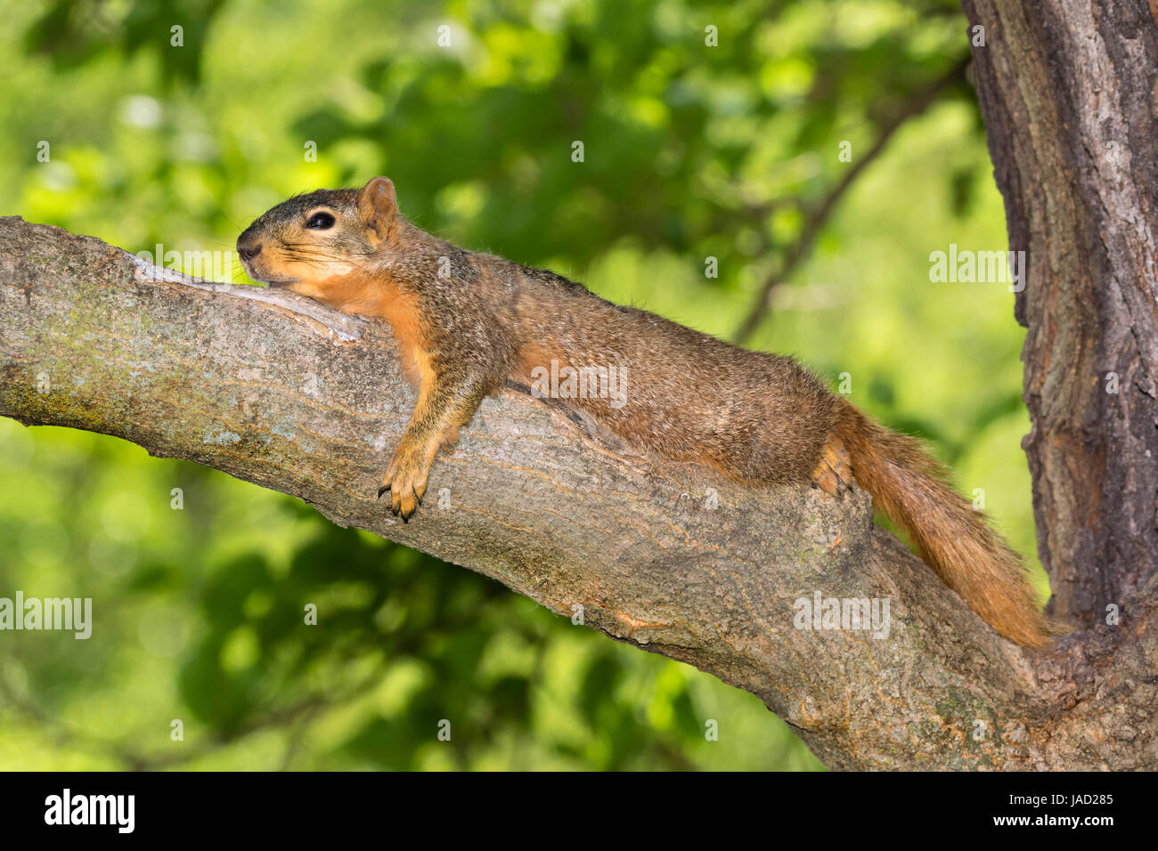 Fox scoiattolo (Sciurus nige) di appoggio in ombra sul ramo di albero durante una calda giornata estiva, Ames, Iowa, USA Foto Stock